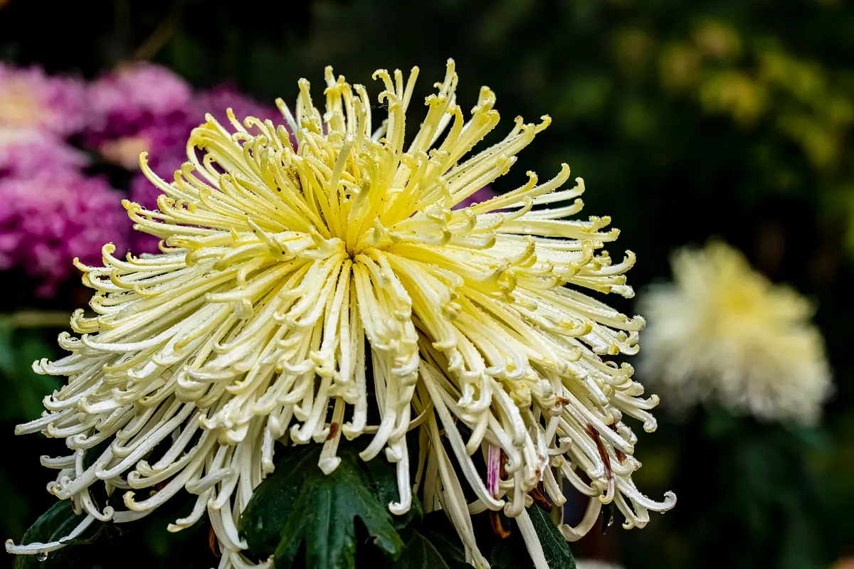 A British Florist's Guide to Autumn Flowers: What's in Season from September to November