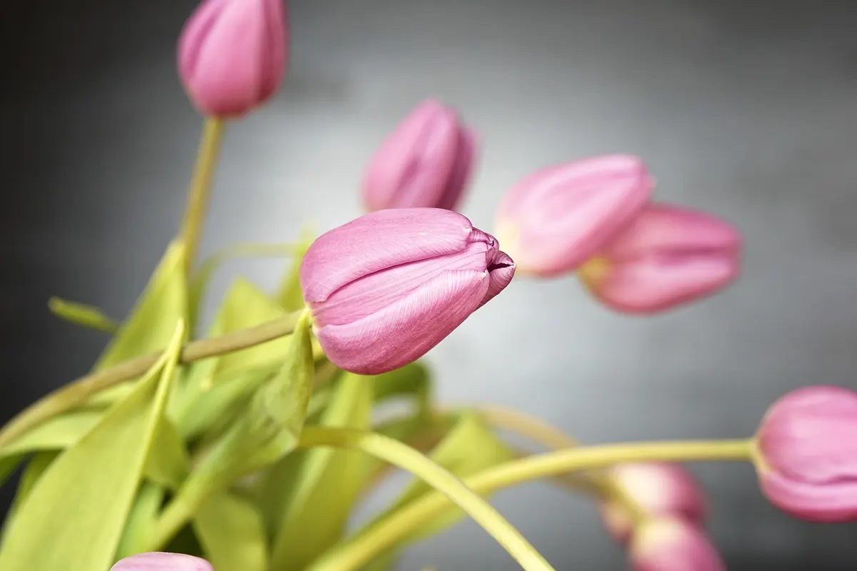 How to Choose a Seasonal British Bouquet: A Month-by-Month Guide