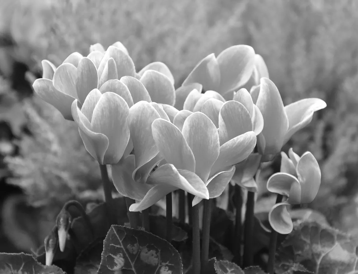Plant Gift Checklist: What to Check Before Sending a Plant by Post
